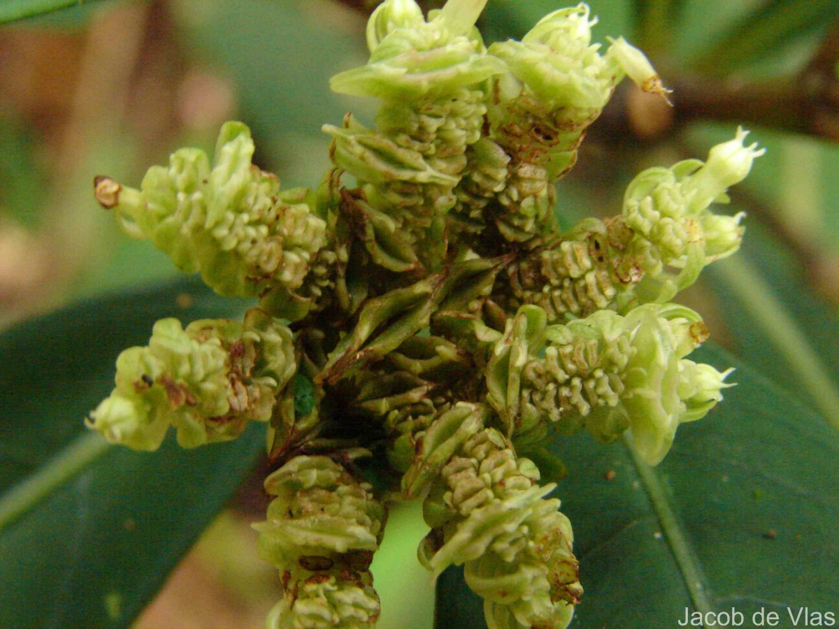 Ophiorrhiza pectinata Arn.